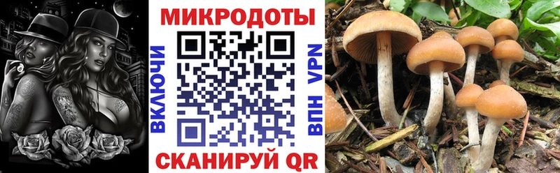 купить   Краснокаменск  Галлюциногенные грибы Psilocybe 